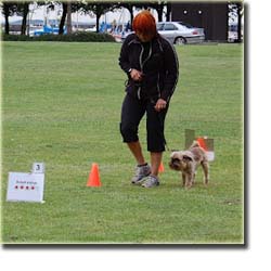 rally træning hunde amager